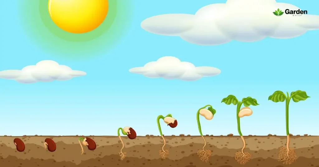 Flowers To Grow From Seeds