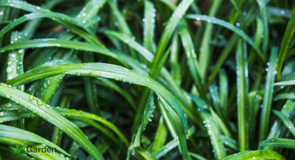 Morning dew on grass