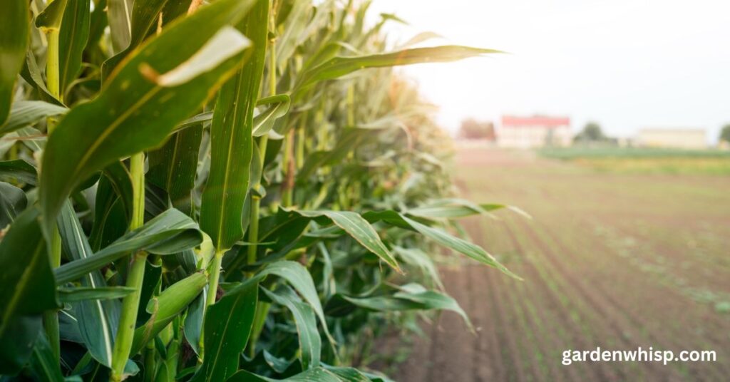 How to Care for a Corn Plant