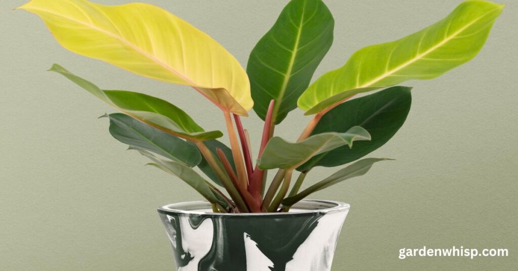 elephant ear plant