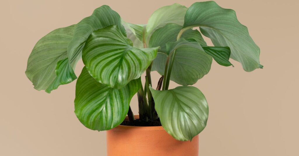 elephant ear plant