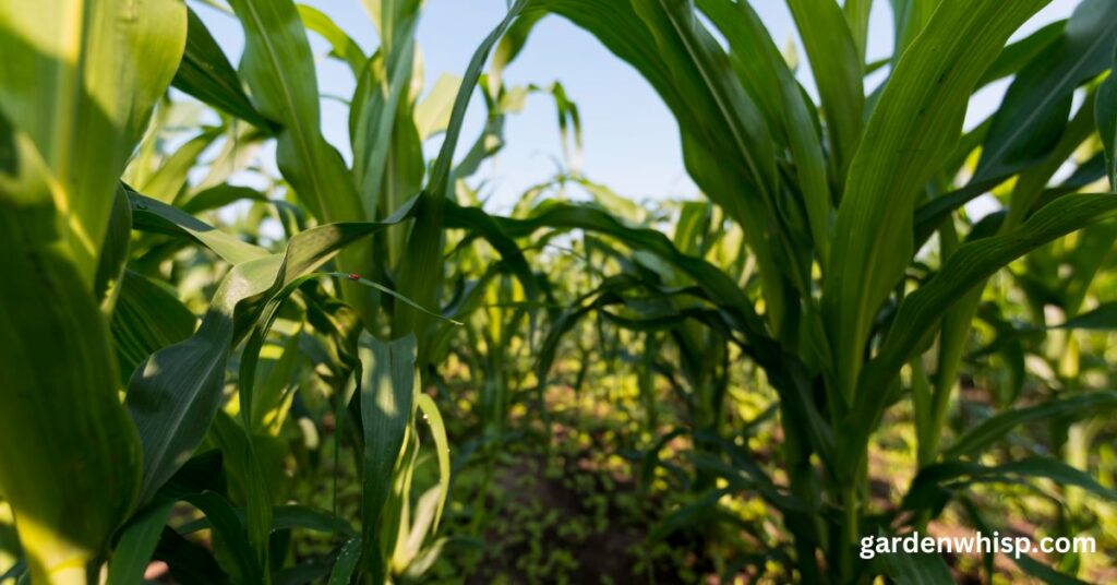 How to Care for a Corn Plant