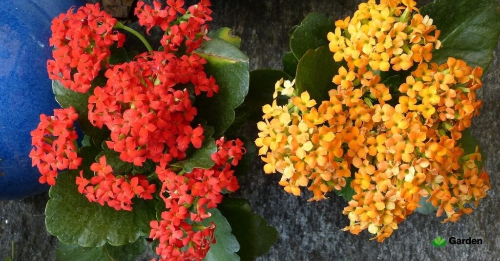 how-to-care-for-a-kalanchoe-plant