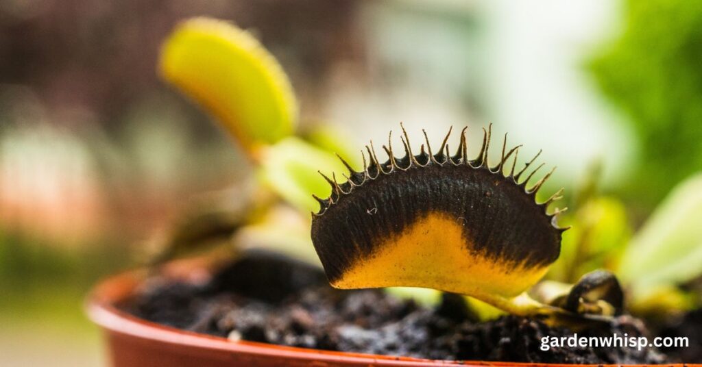 how to care for a venus flytrap plant